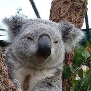 Meet your Posher, Apis